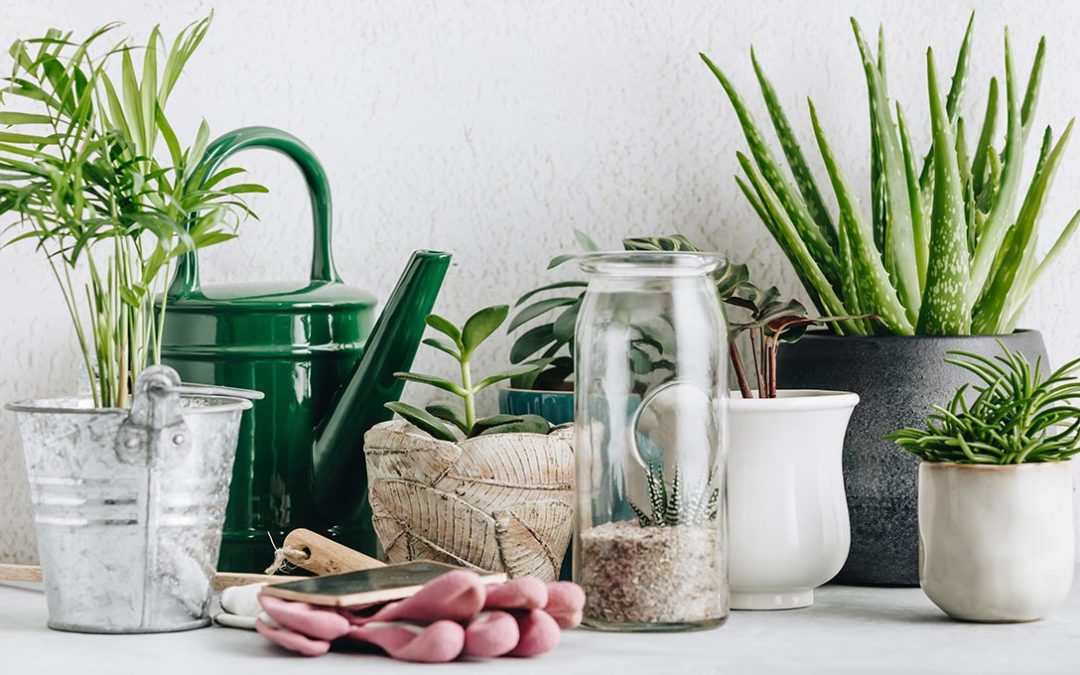 A Feng Shui Green Thumb: How Plants Can Make A Difference