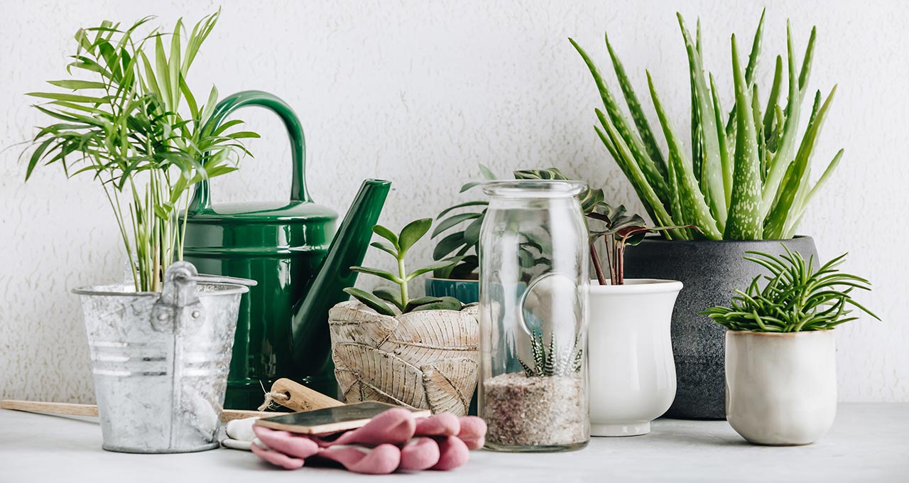 A Feng Shui Green Thumb: How Plants Can Make A Difference