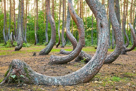 Bent Trees Geopathic Stress