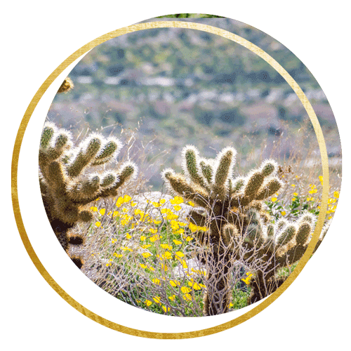 Desert flowers image
